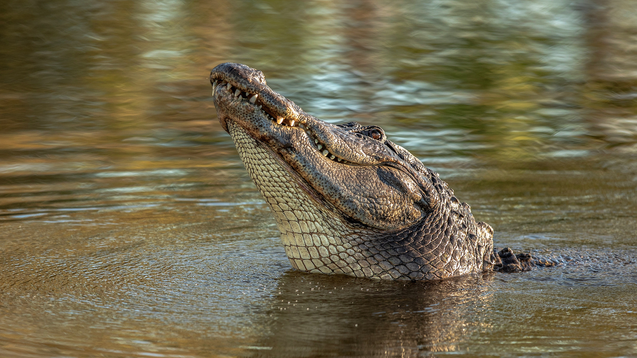 Everything you need to know about crocodiles