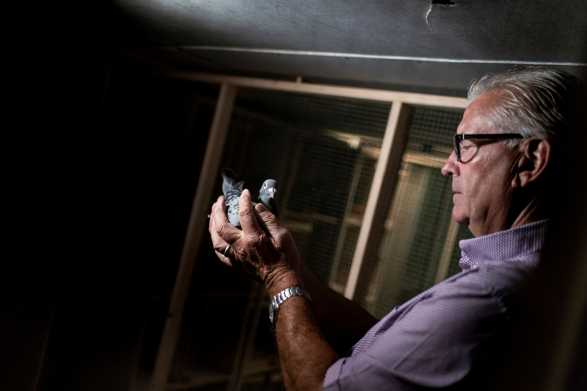 Pigeons Unveiling the hidden talents of the world's most misunderstood