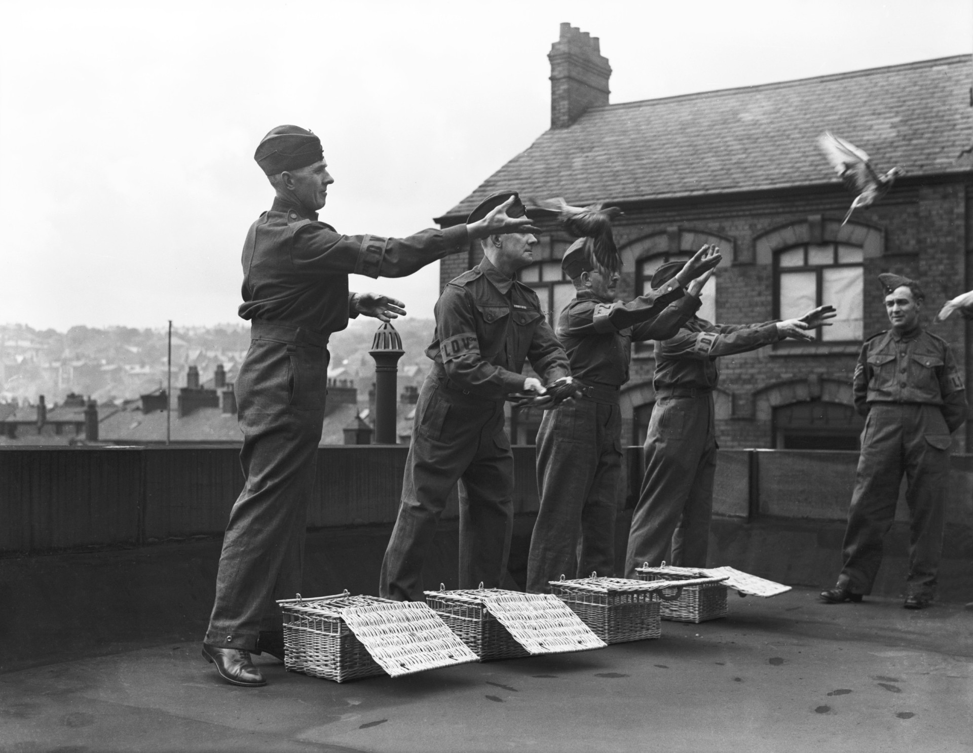 Why the pigeon is the world's most misunderstood bird