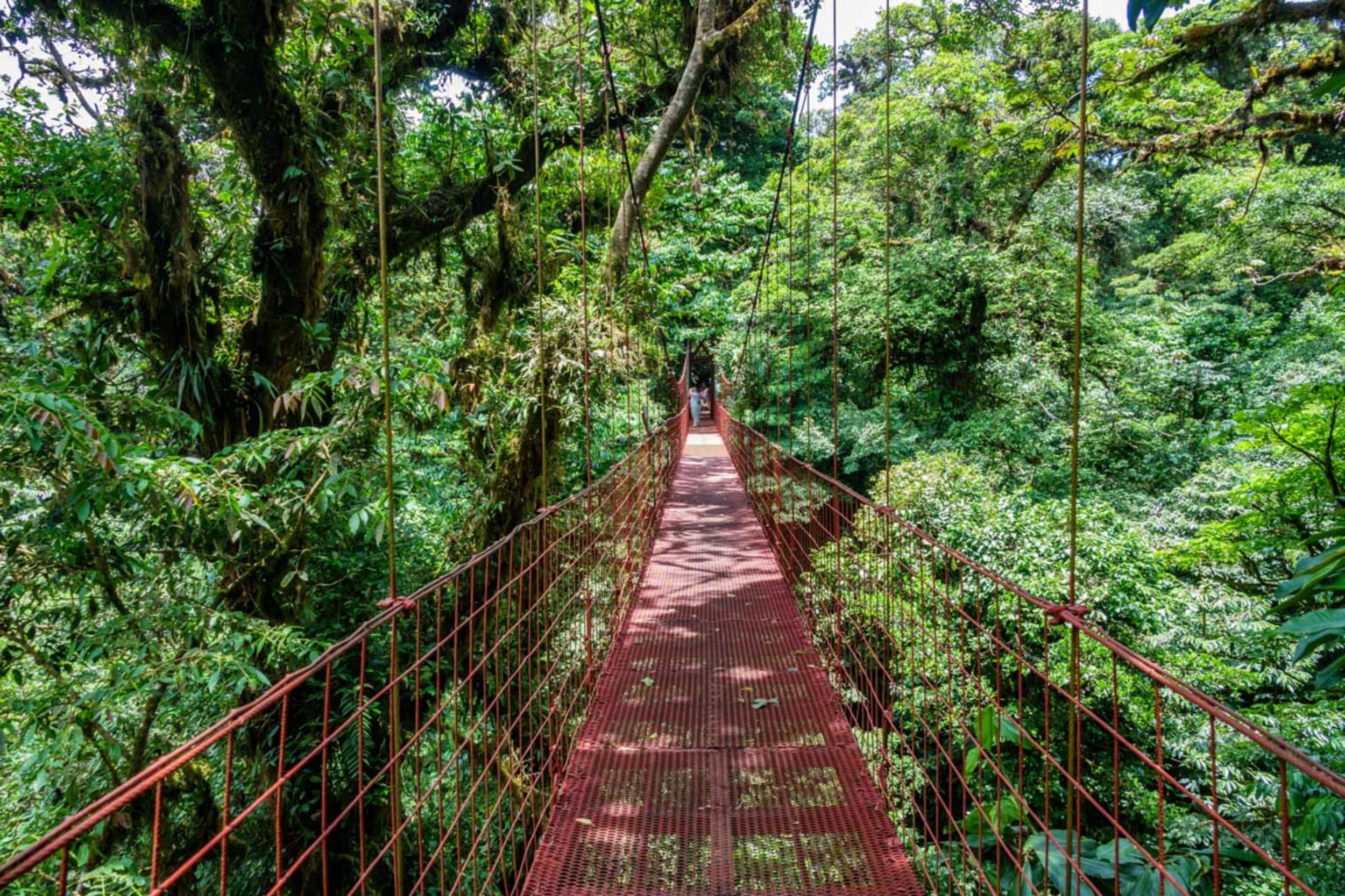 <p>Visiting Monteverde 1,000 years ago, you might have found a few differences. There would be no bridges, no zip lines and certainly no tourists. Mostly, though, this cloud forest looks exactly like it did when the first Costa Ricans stumbled upon its path. It's a thrill to explore a place that hasn't changed in eons, to wander the misty jungle, and feel like you have stepped back in time and discovered a new world and a new form of travel. </p><p><a href='https://www.msn.com/en-us/community/channel/vid-cj9pqbr0vn9in2b6ddcd8sfgpfq6x6utp44fssrv6mc2gtybw0us'>Did you enjoy this slideshow? Follow us on MSN to see more of our exclusive lifestyle content.</a></p>