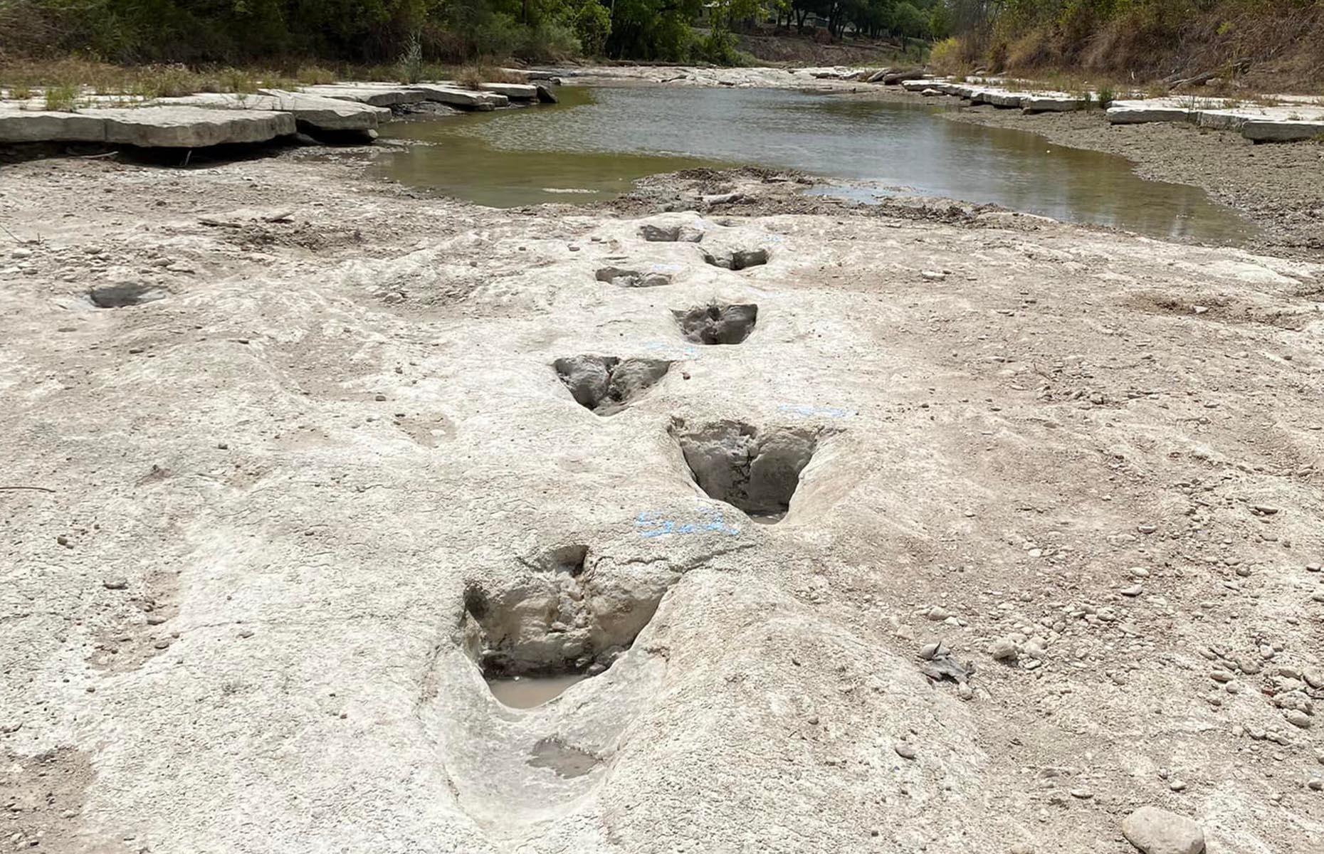 <p>Following severe drought conditions in Texas, USA, in August 2022, huge dinosaur tracks were discovered in a dried up muddy riverbed at Dinosaur Valley State Park. Said to belong to an Acrocanthosaurus, a 15-foot (5m) tall, seven-tonne early cousin of the T-rex, the tracks are around 113 million years old. Another species, the Sauroposeidon, measuring 60 feet tall (18m) and weighing a whopping 44 tonnes, is also likely to be responsible for some of the footprints, according to experts. Although the park is famed for its dinosaur tracks, this is the first time these particular footprints have been seen.</p>