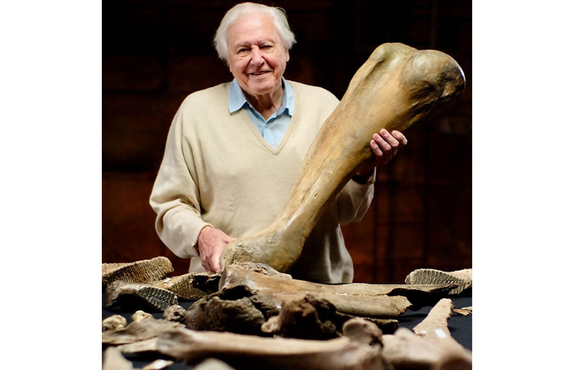 <p>At a gravel quarry near Swindon in the Cotswolds, the remains of <a href="https://www.theguardian.com/science/2021/dec/19/five-ice-age-mammoths-unearthed-in-cotswolds-after-220000-years">five woolly mammoths</a>, dating back to the last Ice Age, were unearthed in December 2021. While single examples of such creatures have been found before, to find five of the 200,000-year old skeletons in such pristine condition was “incredibly rare” according to evolutionary biologist Professor Ben Garrod. They were the subject of a documentary presented by David Attenborough (pictured).</p>