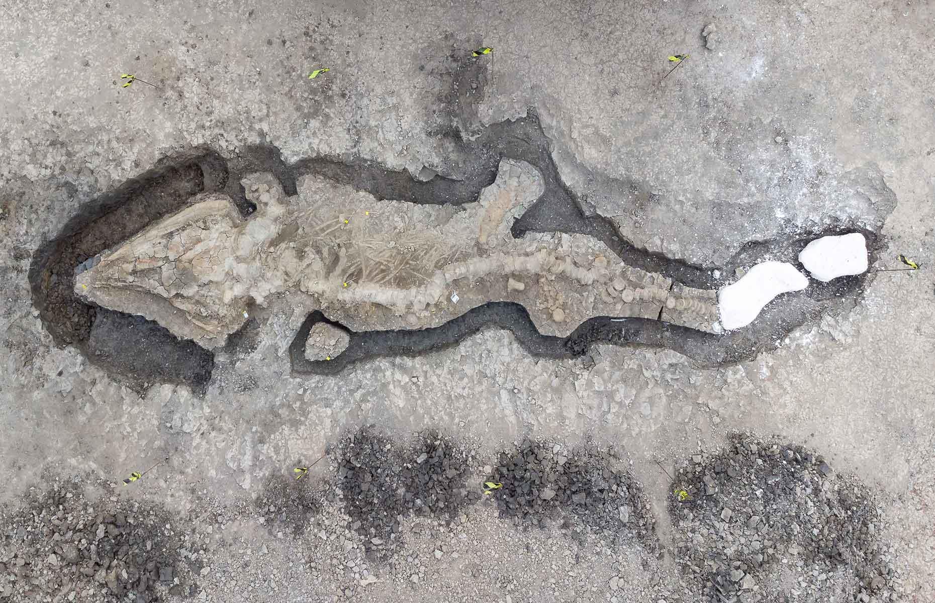 <p>Another recent ancient discovery made in Rutland, England was <a href="https://www.theguardian.com/science/2022/jan/10/huge-sea-dragon-named-one-of-uks-greatest-fossil-finds">the fossilised remains of an ichthyosaur</a>, also known as a sea dragon. The impressive and well-preserved skeleton was first found in February 2021 during a routine draining of a lagoon at Rutland Water Nature Reserve, which is owned and run by Anglian Water. Not only is it the biggest and most complete skeleton of its kind found in the UK, scientists also believe it's the first of its species, known as Temnodontosaurus trigonodon, to be discovered in the country.</p>