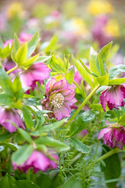 The 20 Most Beautiful Perennial Flowers To Plant In Your Garden