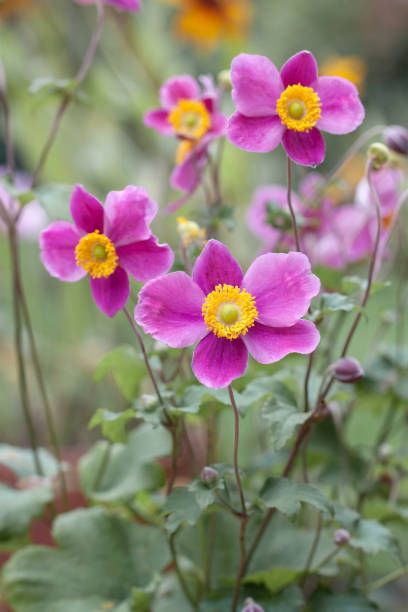 The 20 Most Beautiful Perennial Flowers to Plant in Your Garden