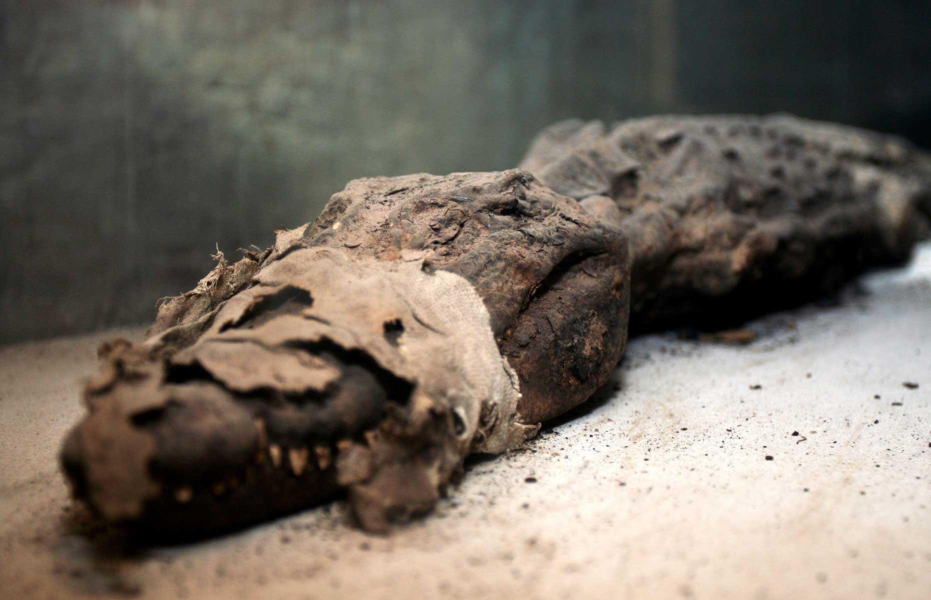 <p>In 2019, archaeologists digging at the Qubbat al-Hawā burial site in southern Egypt unearthed 10 mummified crocodiles. A recent 2023 study has finally confirmed these ancient reptiles date back <a href="https://edition.cnn.com/videos/travel/2023/01/19/mummified-crocodiles-egyptian-tomb-bb-lon-orig-cprog.cnn">over 2,300 years</a> to the pre-Ptolemaic era (i.e. before 304 BC). Rather uniquely, they were found in a well-preserved condition, with their sizes ranging from six to 11 feet (1.8-3.5m) long. It's believed these crusty crocs were mummified as an offering to the crocodile-headed Egyptian god, Sobek. Pictured here is another mummified crocodile found in Egypt, held in the Crocodile Museum of Kom Ombo. </p>