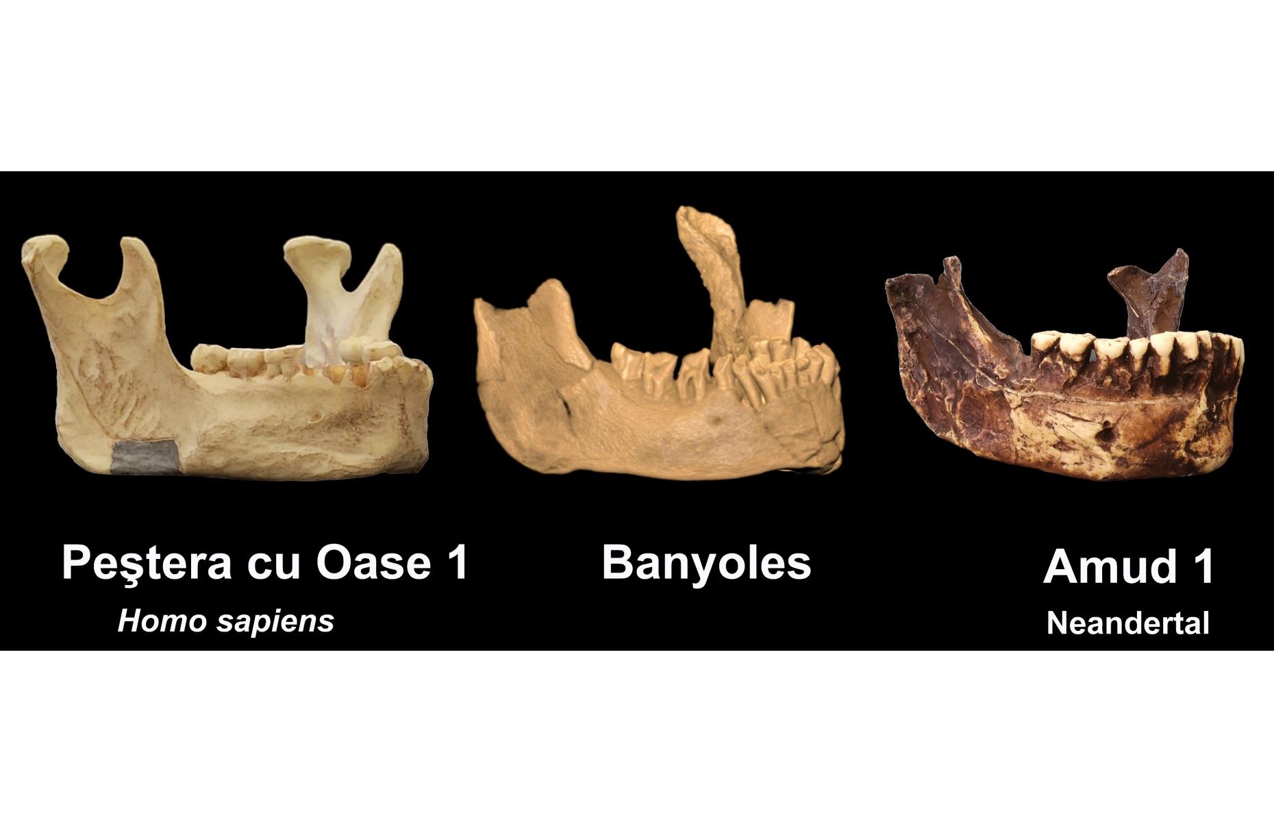 <p>In 1887, one of the earliest human fossils ever found was unearthed in a quarry near the Spanish town of Banyoles, and was quickly categorised as the jawbone of a Neanderthal (or Neandertal) – an extinct human subspecies that died out 40,000 years ago. In 2022, groundbreaking new analysis by researchers at Binghamton University, New York suggests that the frequently-studied bone might instead mark the oldest known presence of Homo sapiens in Europe. The team found it "shared no distinct Neanderthal traits", and could place modern humans in Europe up to 65,000 years ago. One mystery remains, as the bone lacks one crucial Homo sapiens trait: a chin.</p>