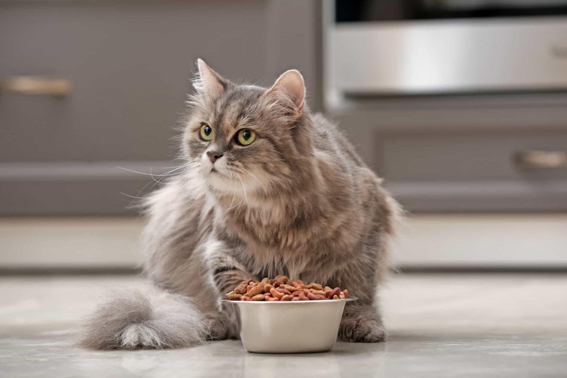Ces signes indiquent que votre chat est malade