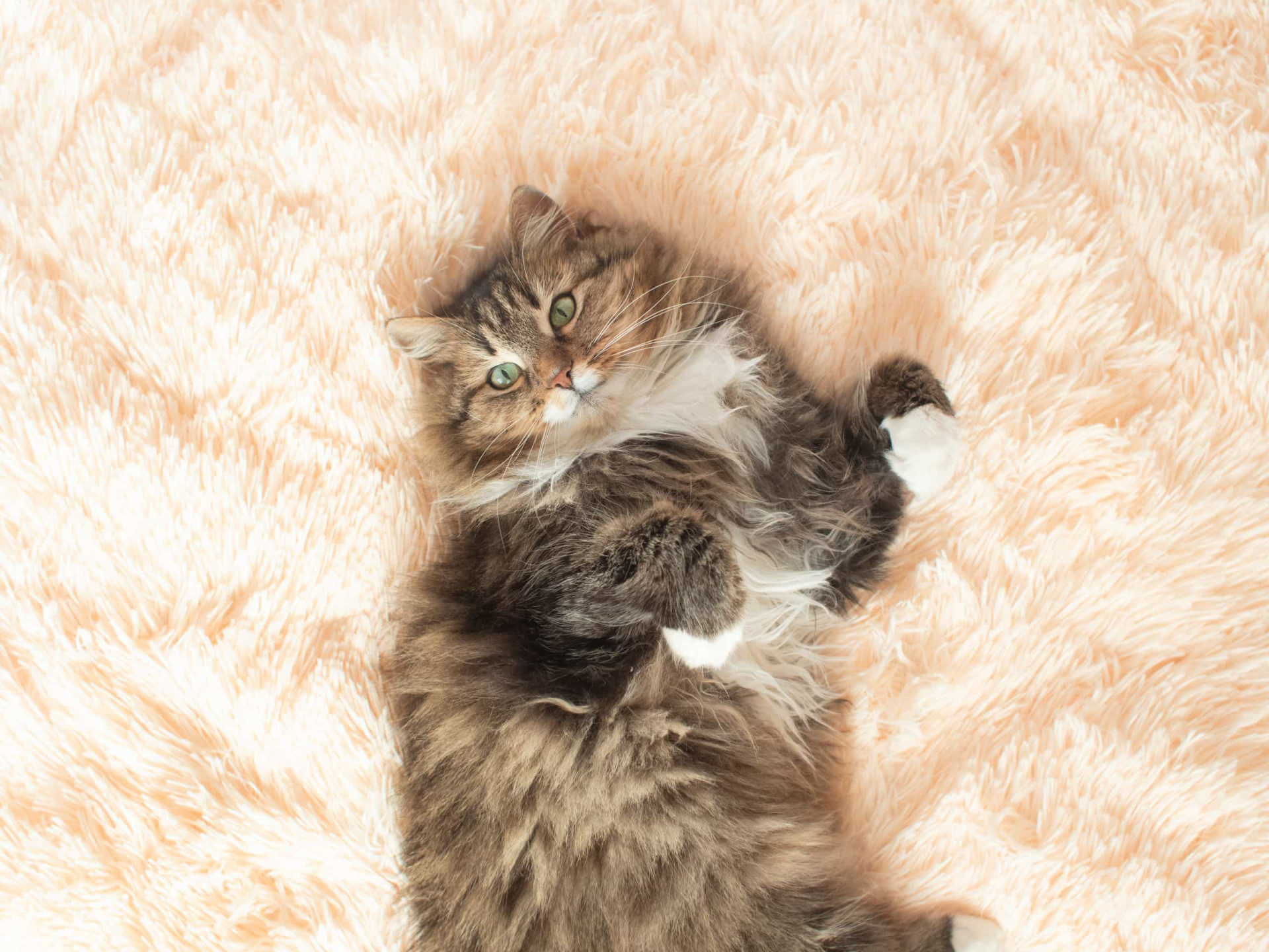 Ces signes indiquent que votre chat est malade