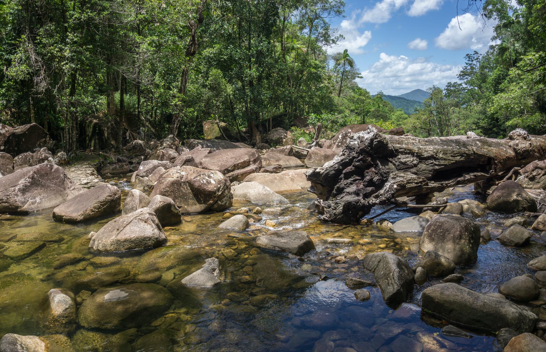 <p>The duckbilled platypus has to be one of Australia’s most intriguing creatures, as well as its most elusive – but you can make tracks to mountainous <a href="https://parks.des.qld.gov.au/parks/eungella">Eungella National Park</a> to seek them out. Free to enter, this stunning forested wilderness in Queensland's Mackay Area is one of the best places to spy these amazing animals in the wild. Head to the Broken River area, where you’ll find designated platypus-viewing platforms along a boardwalk that follows the edge of the creek. Stay super quiet and go at dawn or dusk to be in with the best chance of spying them.</p>