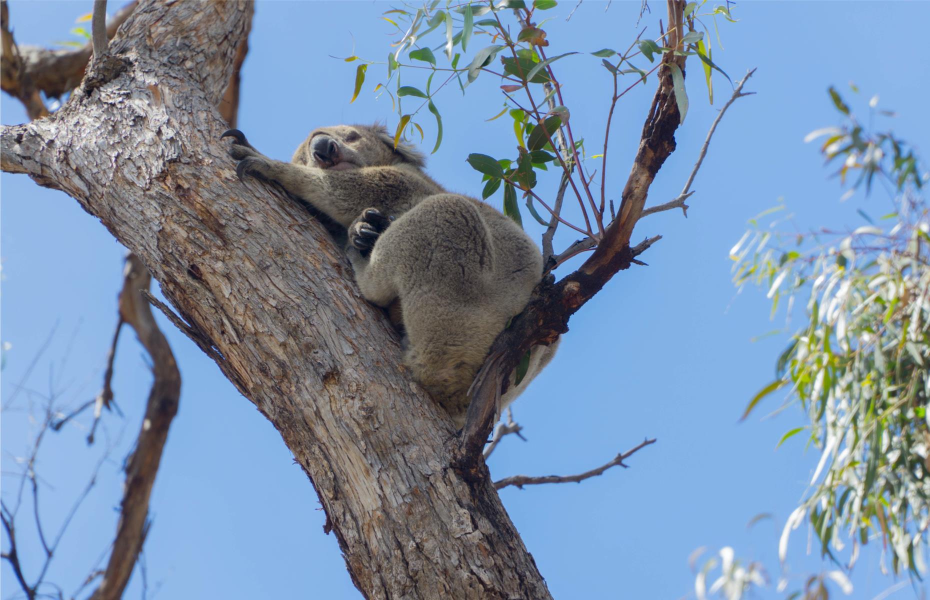 <p>Little Raymond Island in the Gippsland Lakes is one of the best places to see wild koalas and you can get there for free. Jump on the <a href="https://www.eastgippsland.vic.gov.au/community/raymond-island-ferry">ferry</a> (no charge for walkers and cyclists) from Paynesville and follow the Koala Trail through its gumtrees. Before you know it, you’ll be cooing at the sight of furry friends resting in the nook of the eucalypts, smug in the knowledge you've not paid any cash to see them. Its population has boomed since 16 male and 26 female koalas were relocated from Philip Island to Raymond Island in 1953 to aid conservation of the species.</p>  <p><strong><a href="https://www.loveexploring.com/gallerylist/147657/from-sea-dragons-to-cute-koalas-australias-best-wildlife-experiences">From sea dragons to cute koalas: Australia's best wildlife experiences​</a></strong></p>