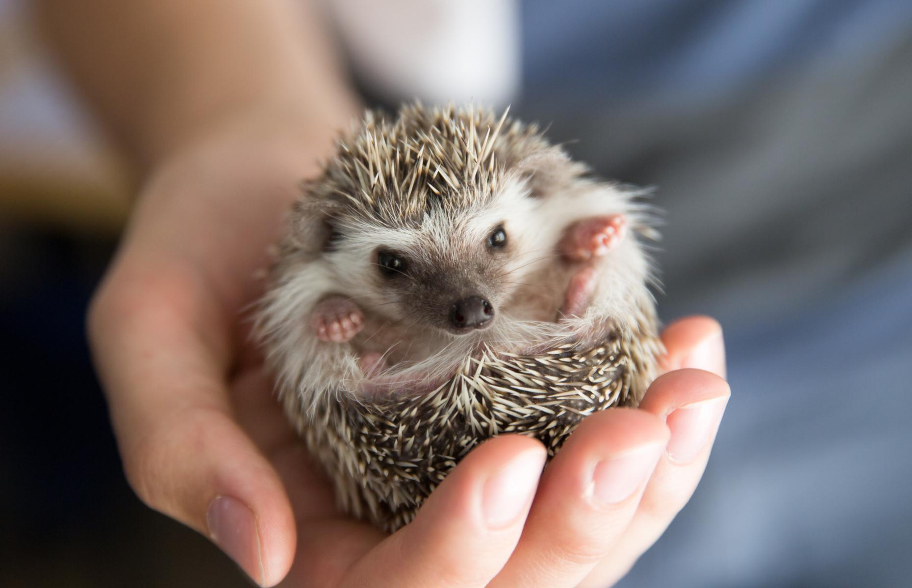 The cheapest pets you can own