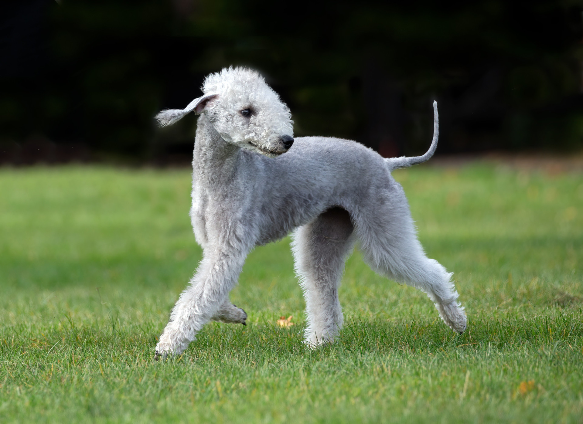 The most expensive dog breeds in the world