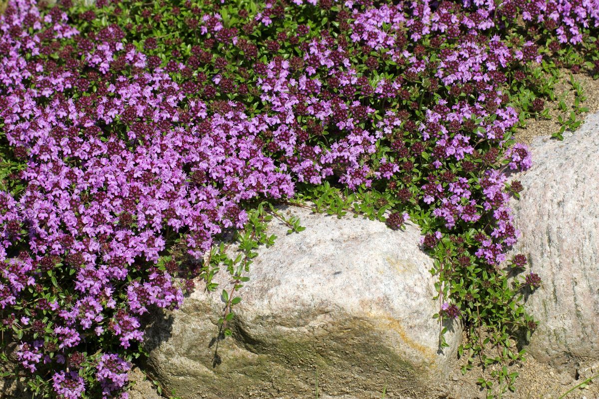 29 Plants That Make for Captivating Walkway Borders