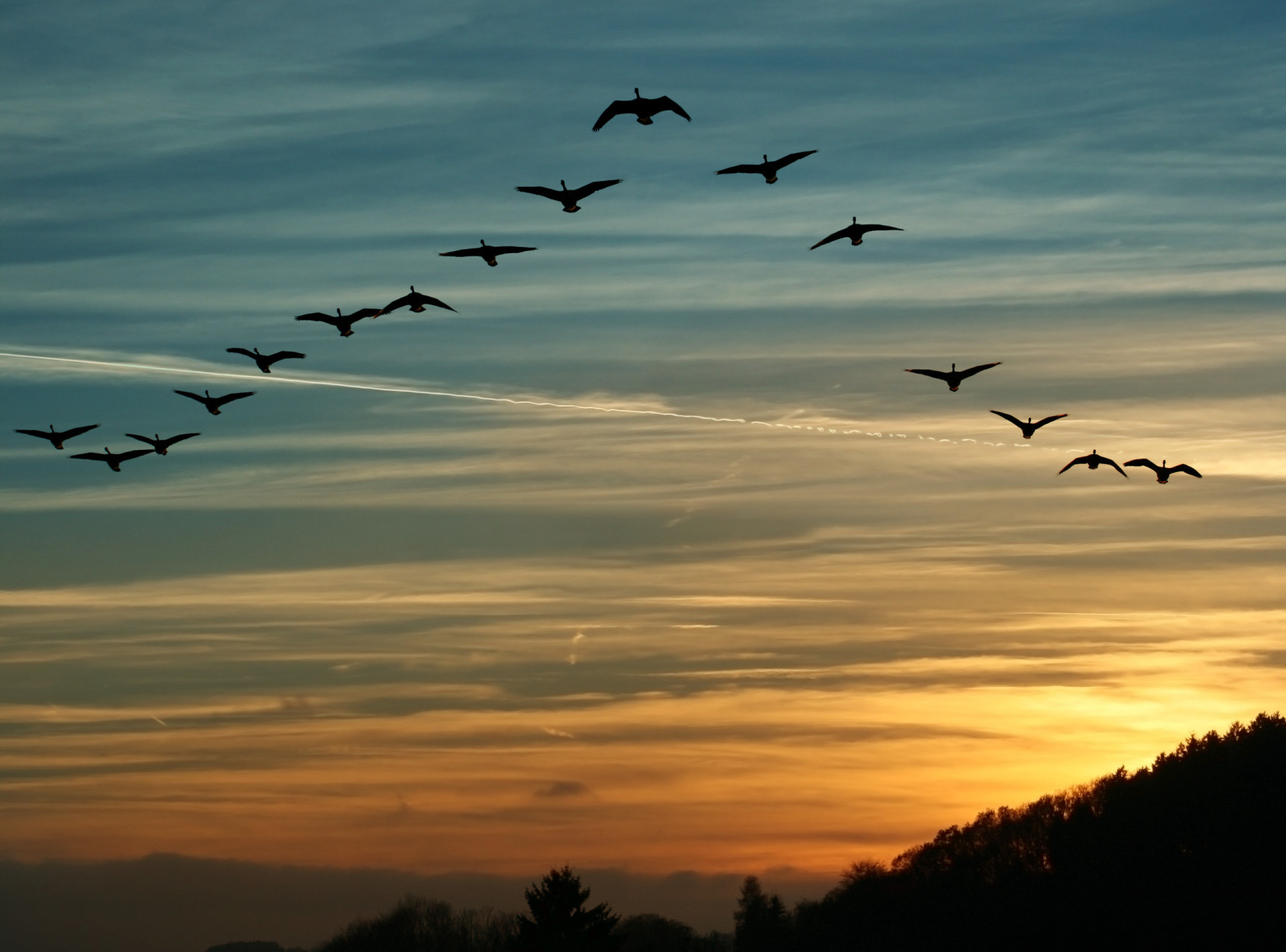Surprisingly useful lessons we can learn from flocks of birds