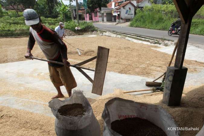 Petani Minta HPP Gabah Naik Rp 7.000 Per Kilogram, Begini Respons Bulog