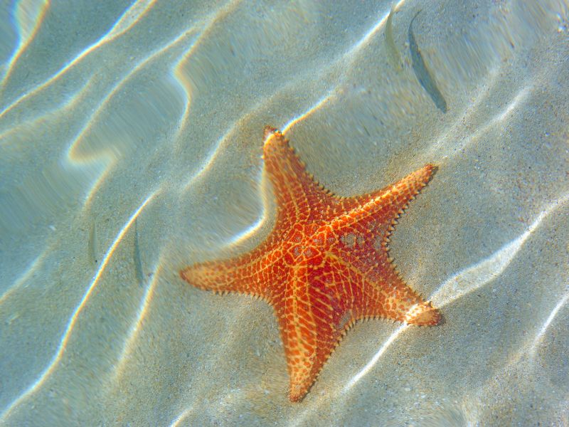 Starfish at Starfish Point