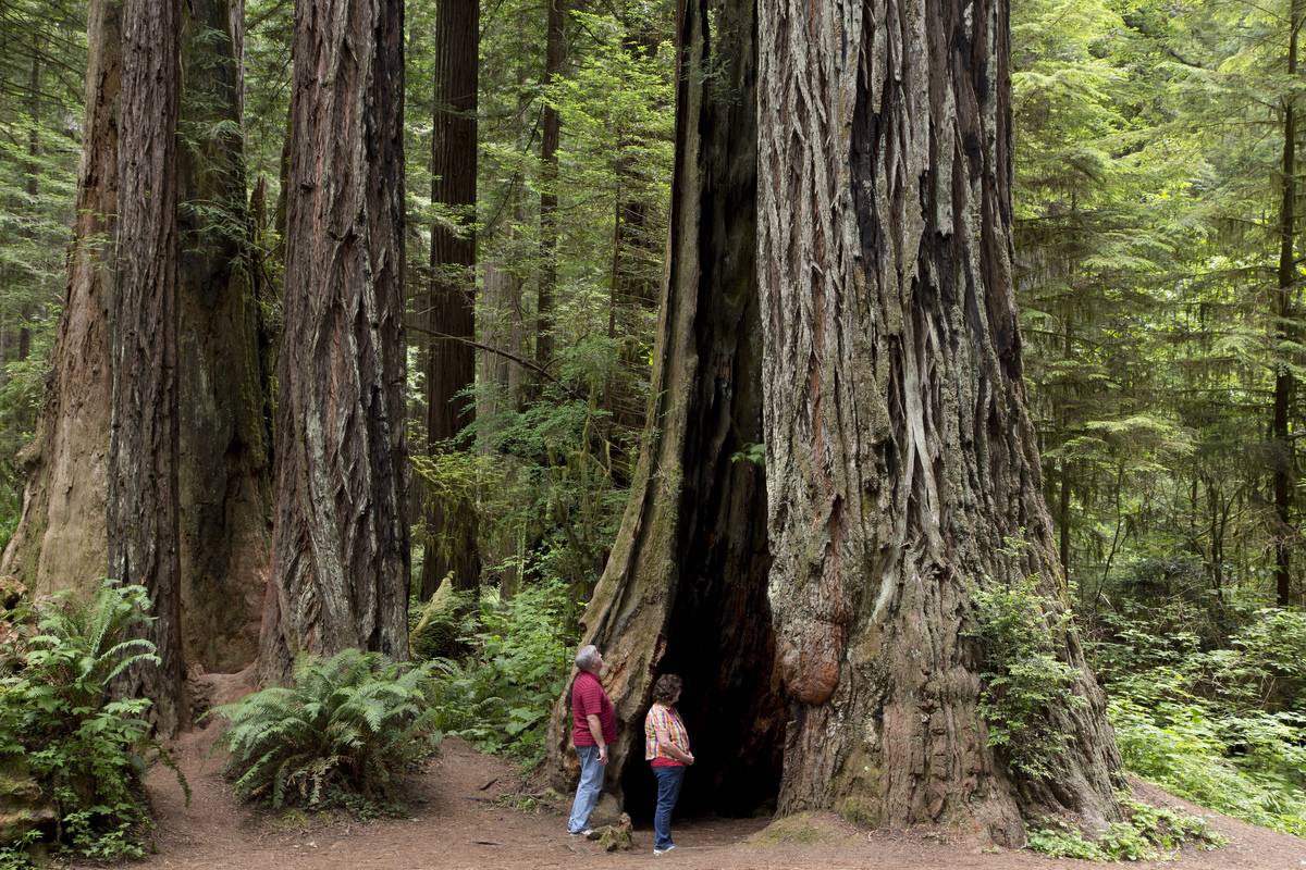 <p>Seeing some of the tallest trees on Earth is a bucket-list item for many adults, but that doesn't mean you need to wait to bring your kids to see the Redwoods. Stroll through Lady Bird Johnson Grove (where your kids can crawl through the hollow trees), look for elk grazing in the meadow, and you might even spot a whale or two in December through April.</p>