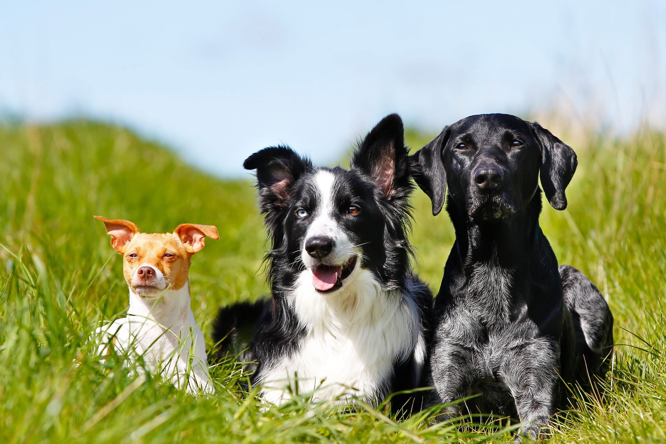 19 Common Facts About Dogs That Are Actually False 19 Common Facts About Dogs That Are Actually False