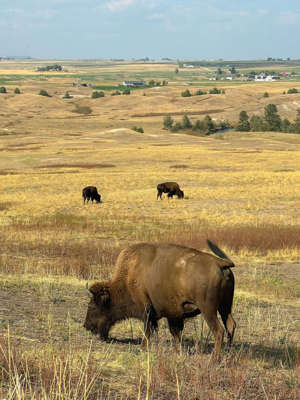 Bison on Bison Range in Montana