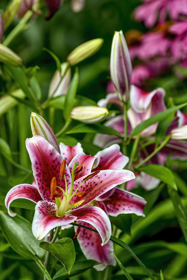37 spring flowers to plant right this instant for a sensational garden