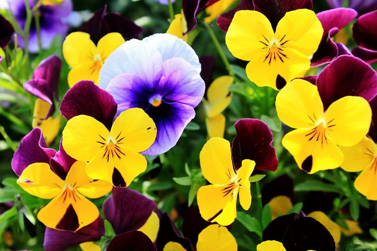 37 spring flowers to plant right this instant for a sensational garden