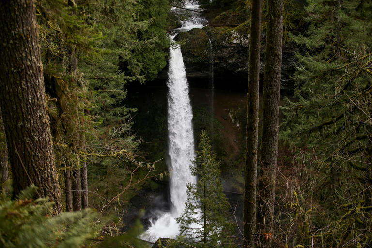 A new trail that leads to a viewpoint of the North Falls at Silver Falls State Park on Friday, Jan. 6, 2023.