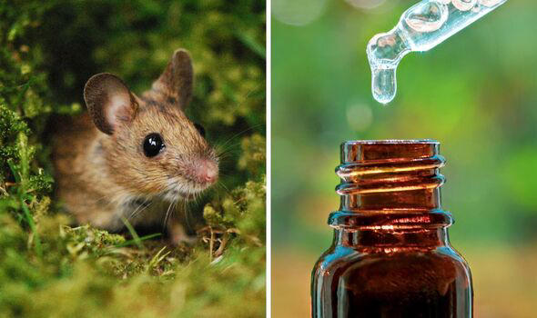 ‘Mice don't like it': Easiest way to ‘deter' rodent from your home - ‘they hate the smell'