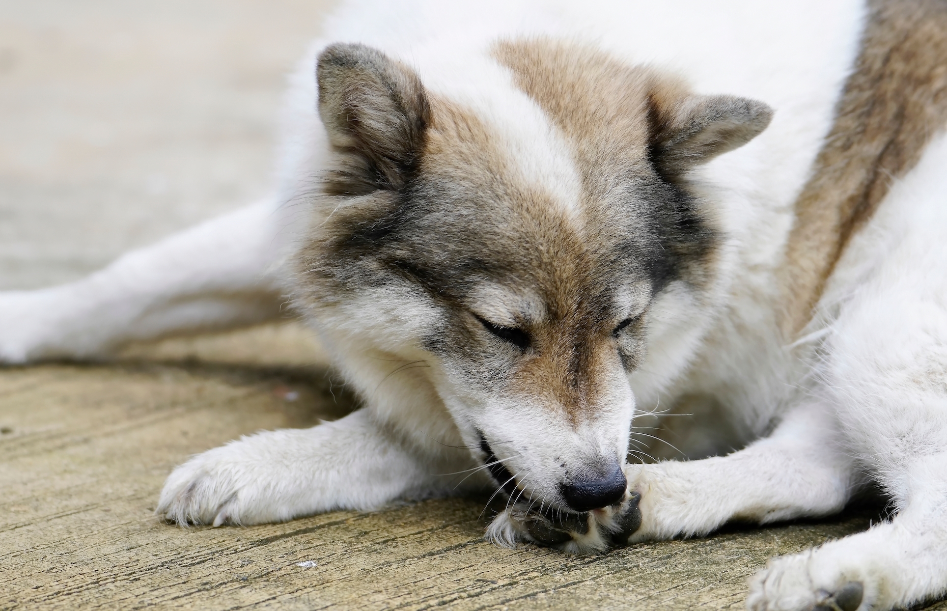 Signs your dog is stressed and how to help