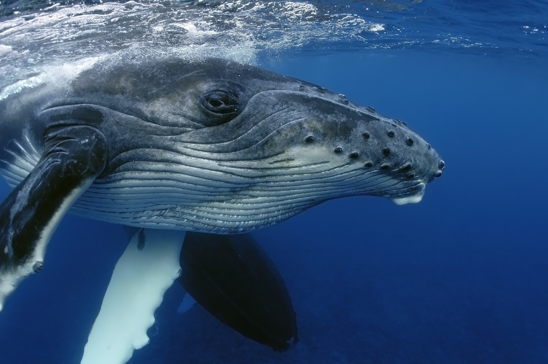 Whales: Why we love and need them