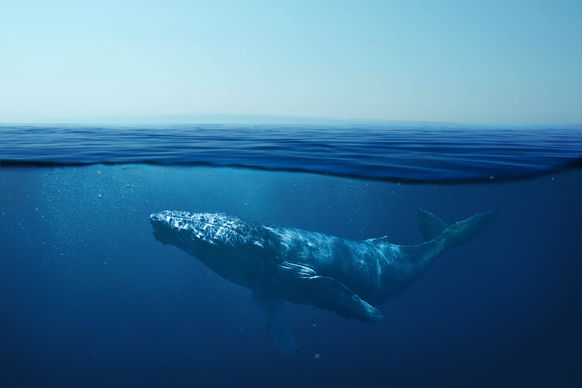 Humpback whales: Why we love and need them