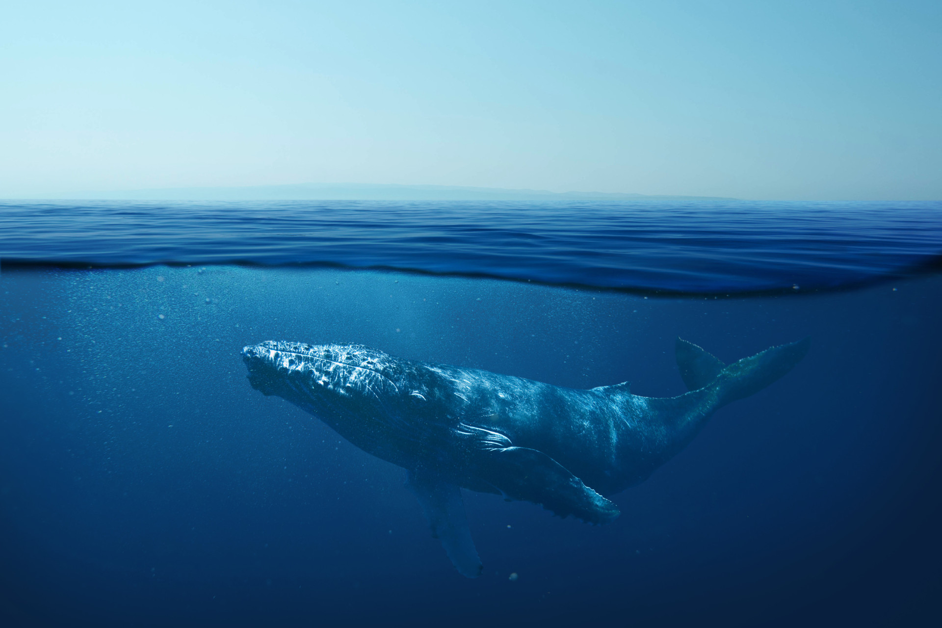Whales: Why we love and need them