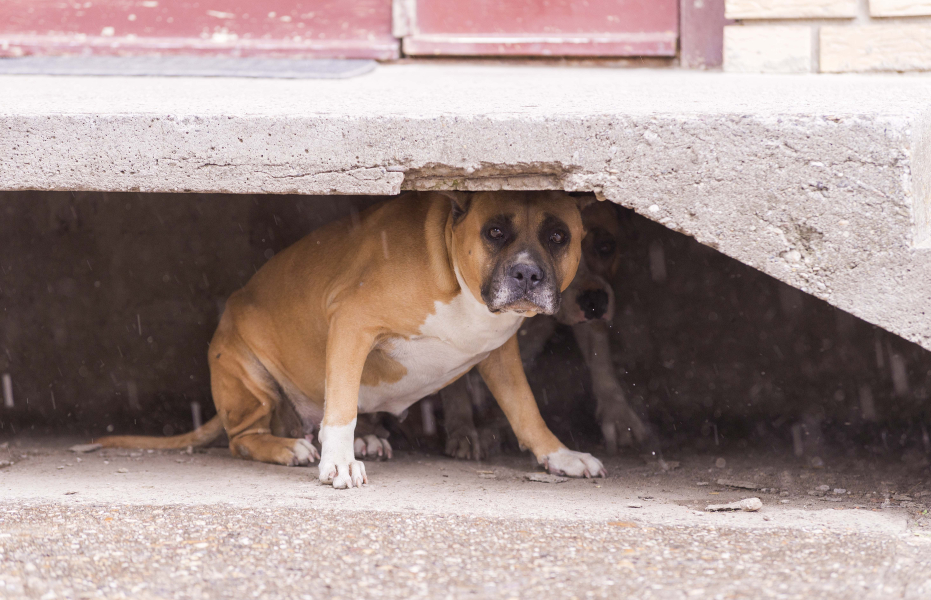 Signs your dog is stressed and how to help