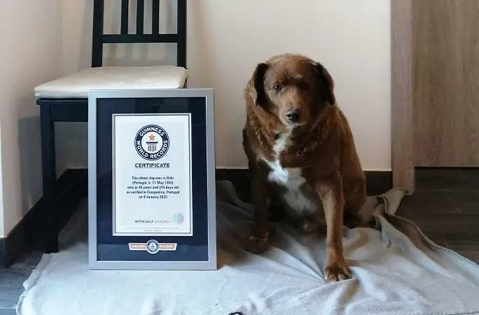 guinness retira título de cão mais velho do mundo ao bobi