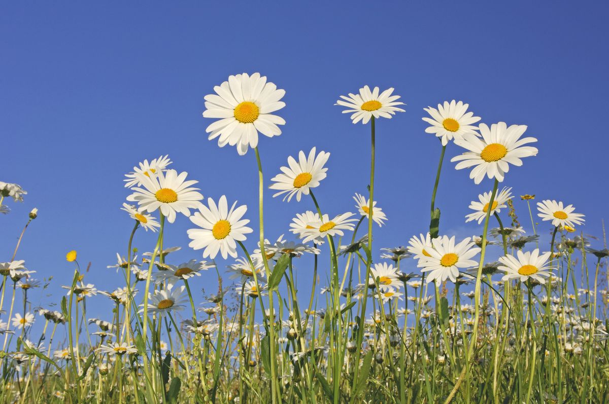 the-unique-meaning-behind-each-month-s-birth-flowers