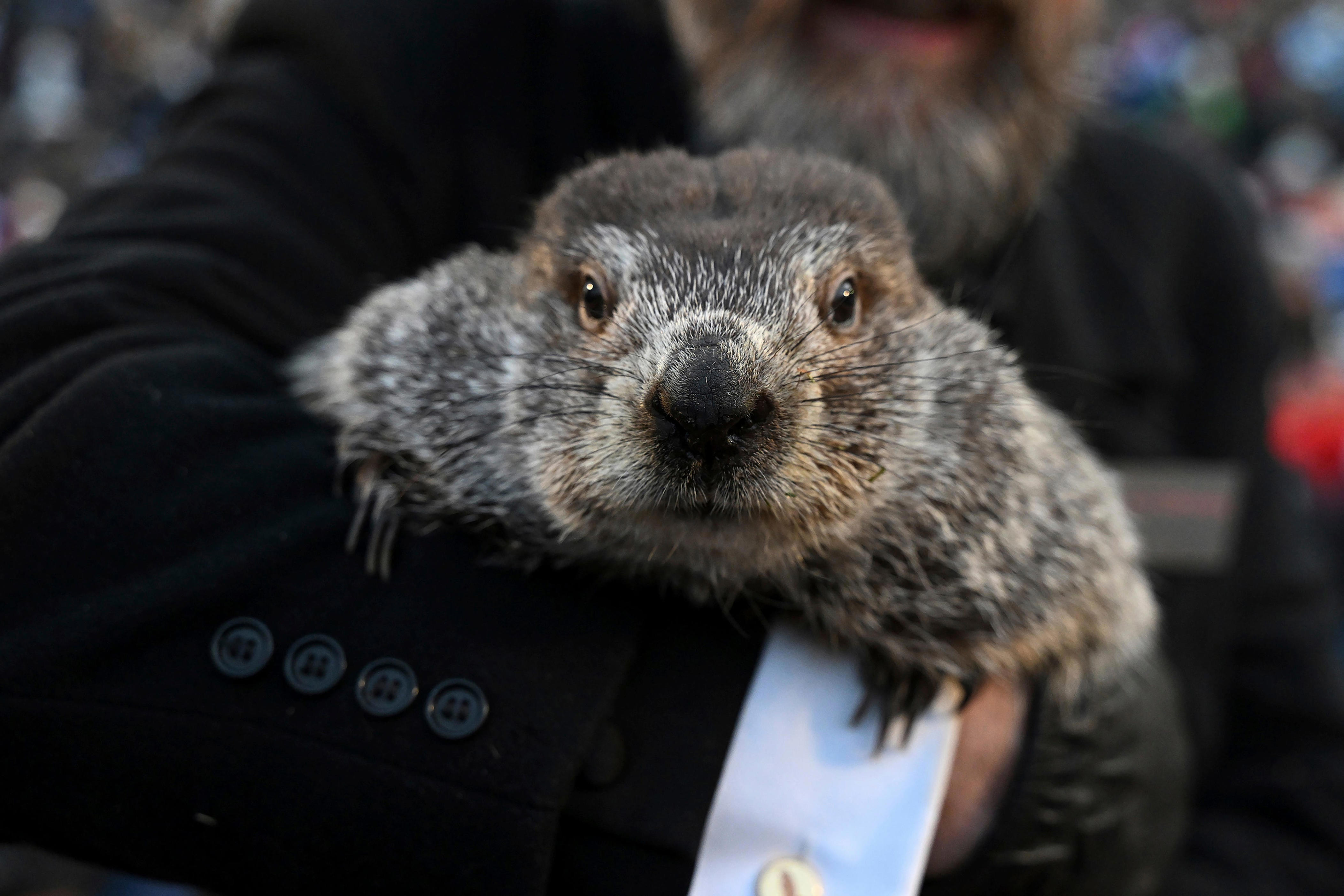 When is Groundhog Day 2024? What to know about Punxsutawney Phil, Buckeye Chuck