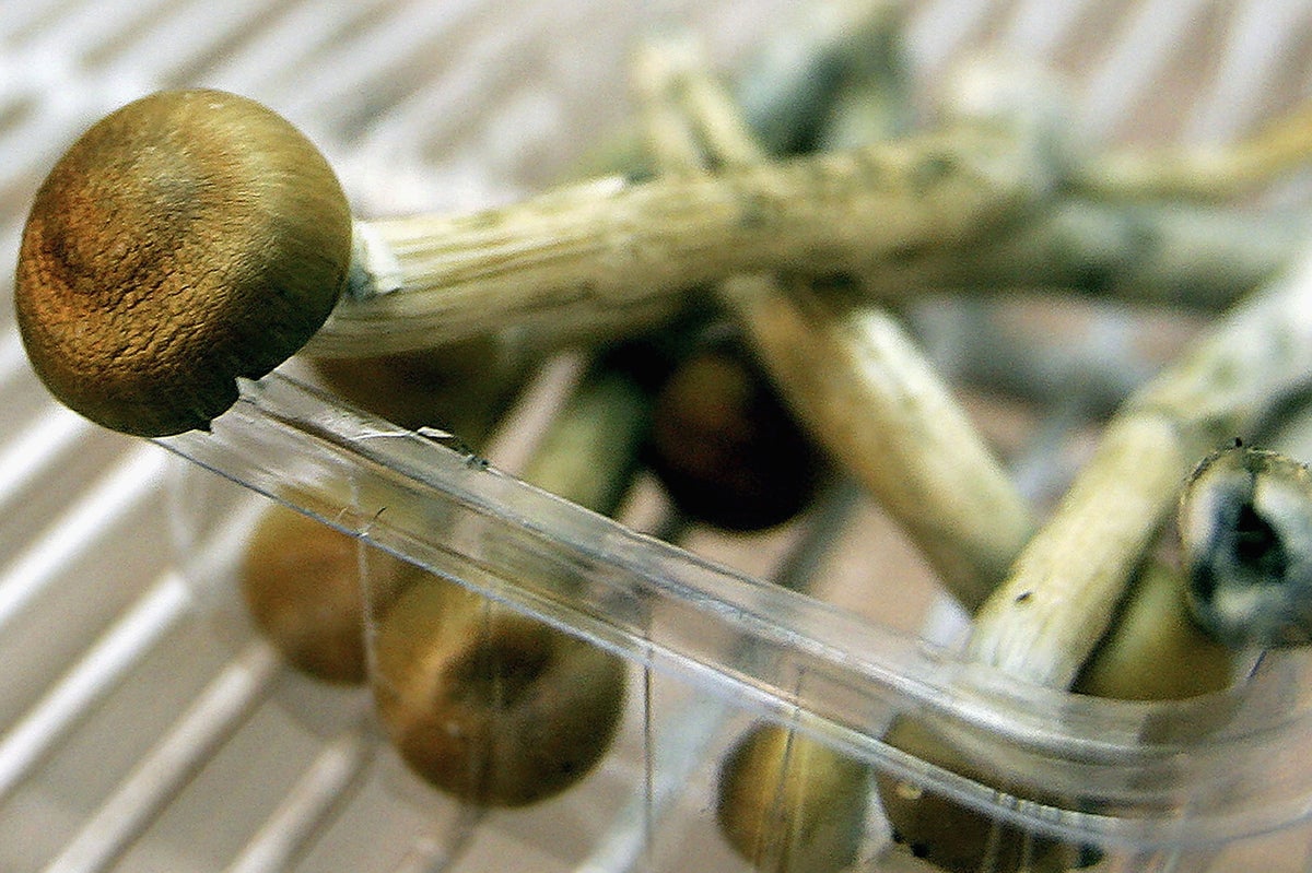 magic mushrooms are 'more effective depression treatment for older patients'