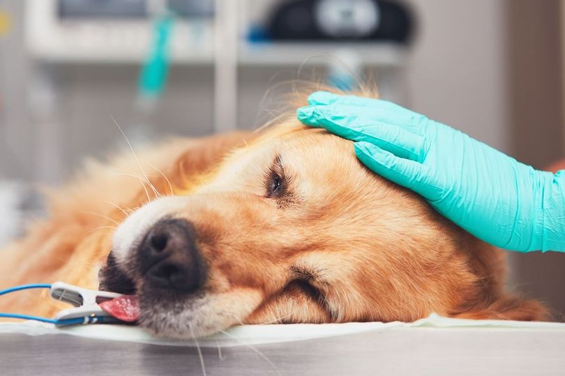 Dog Experts Explain Symptoms Of Alabama Rot As They Issue Warning After   AA176e1B.img