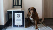 Guinness World Records names world's oldest dog to ever live