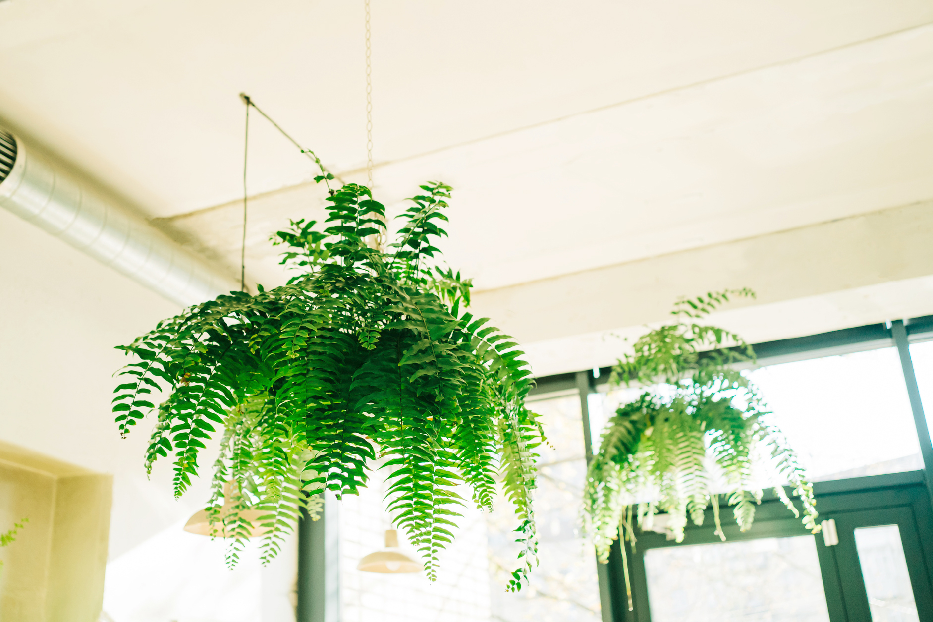 12 Best Hanging Indoor Plants to Beautify Your Home