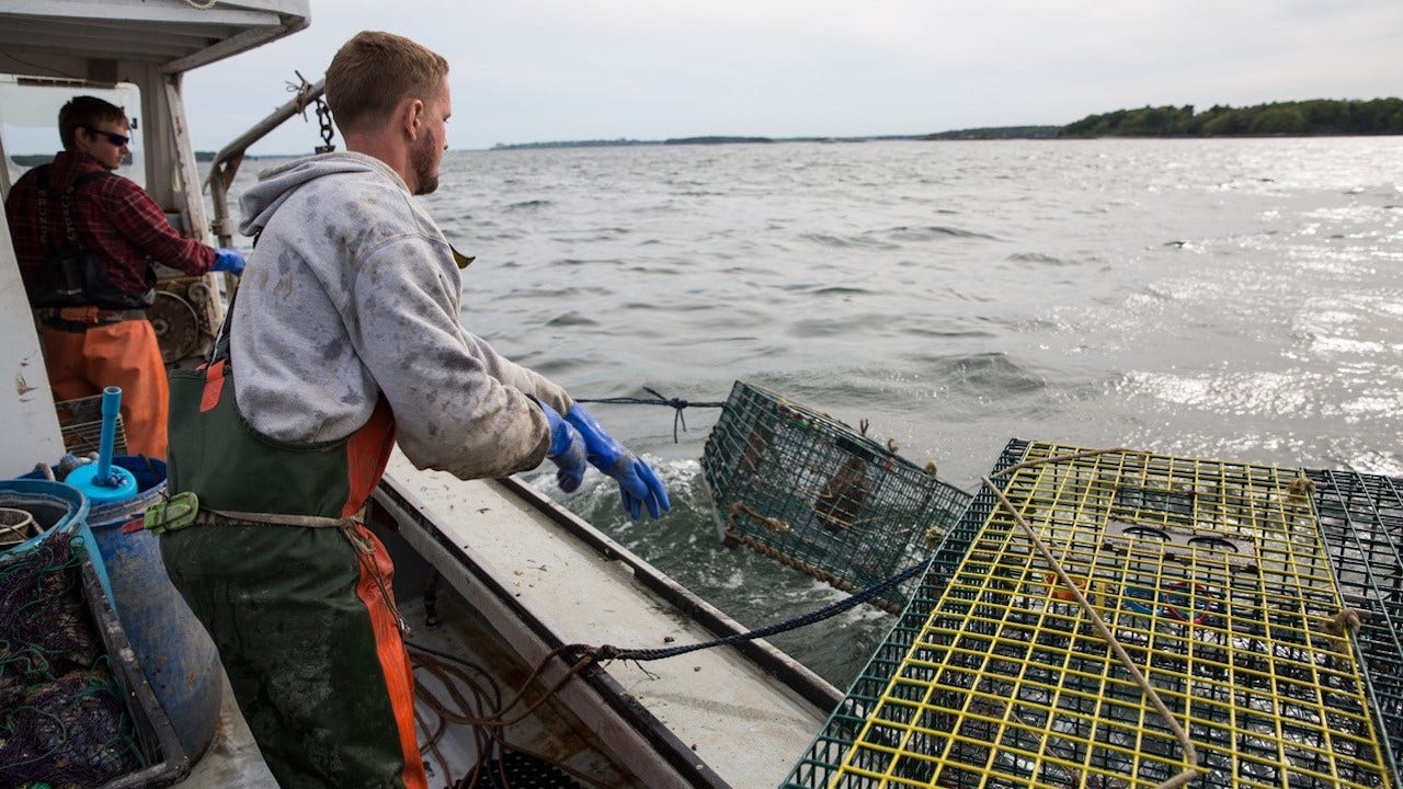 blue-state lobstermen say biden's 'destructive' green energy plans could cost their livelihood
