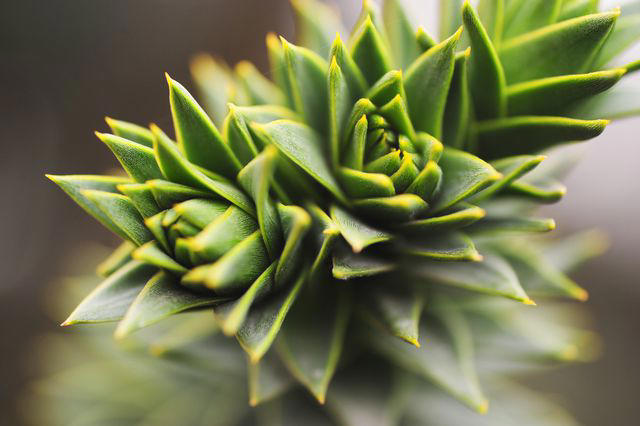 How to Grow and Care for Monkey Puzzle Tree