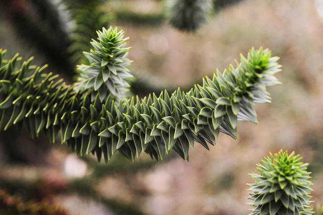 How to Grow and Care for Monkey Puzzle Tree