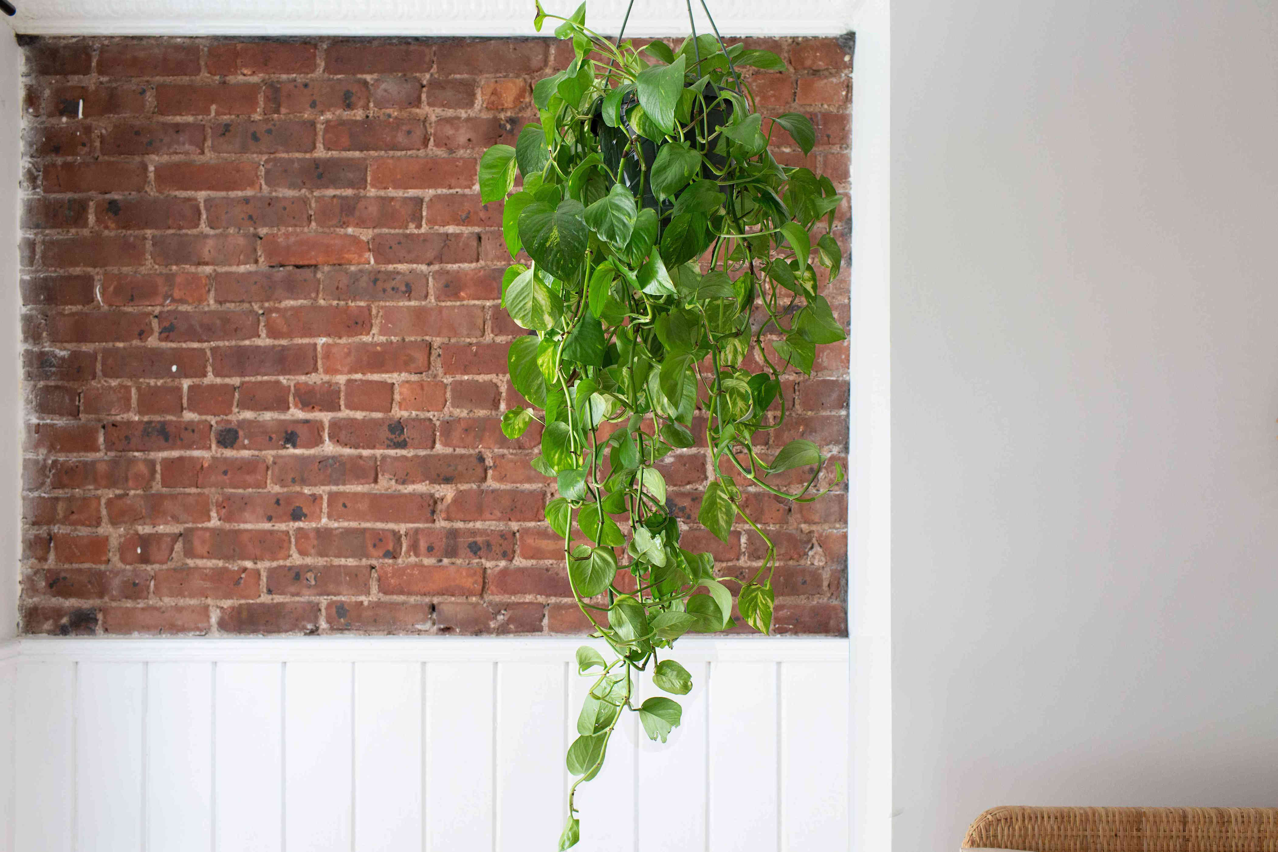 How to Grow and Care for Pothos