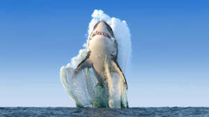 Great white sharks launch from the ocean to catch their prey. ©Alexyz3d/Shutterstock.com