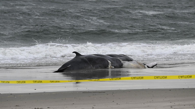 A dead whale is found on a New York beach on Feb. 17. Fatih Aktas/Anadolu Agency via Getty Images