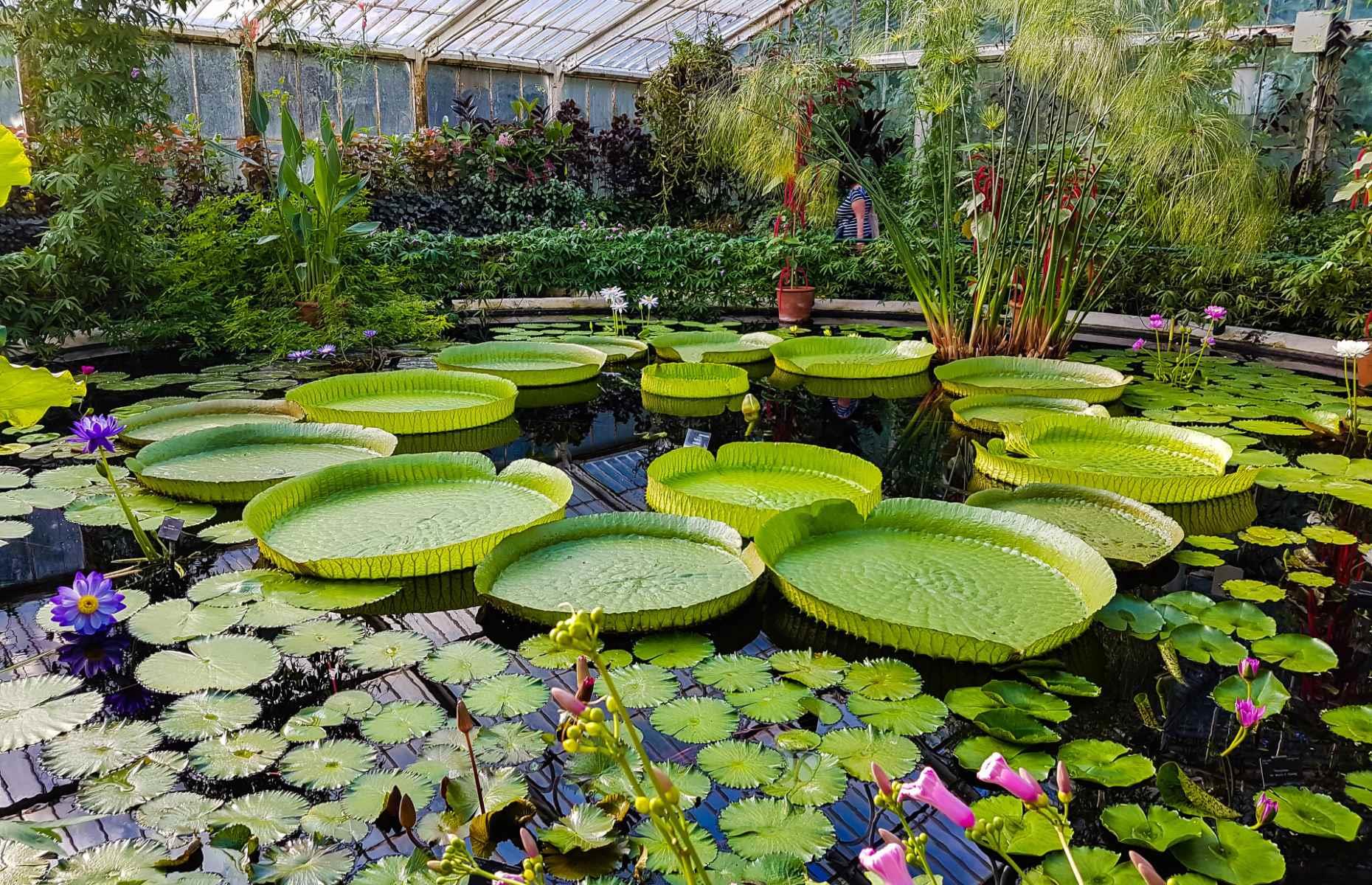 These are the world's most BEAUTIFUL greenhouses