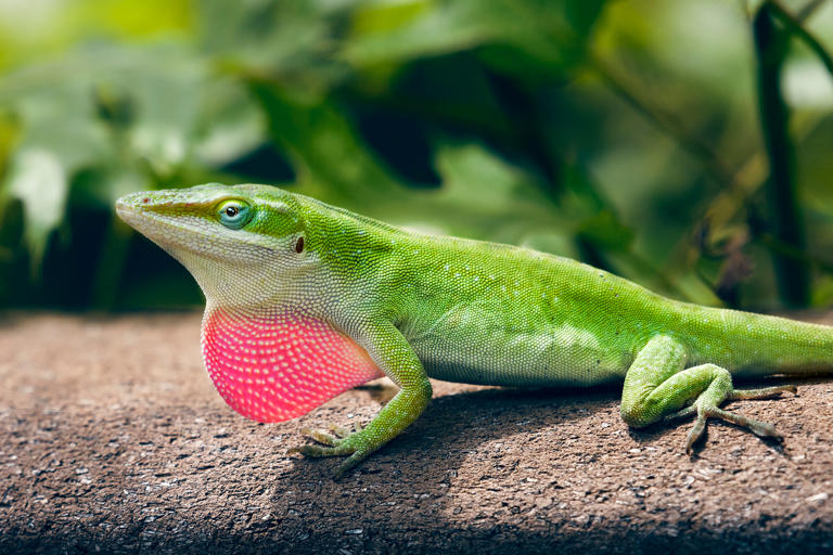 6 Best Small Reptiles That Thrive as Pets