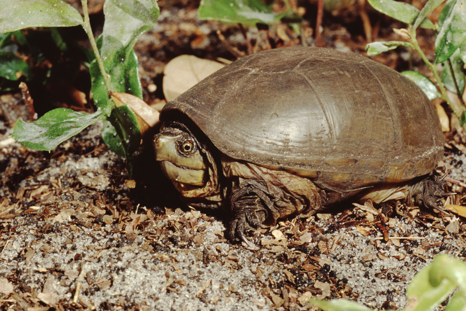 6 Best Small Reptiles That Thrive as Pets