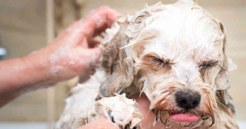 ¿es malo bañar a un perro cada 15 días?